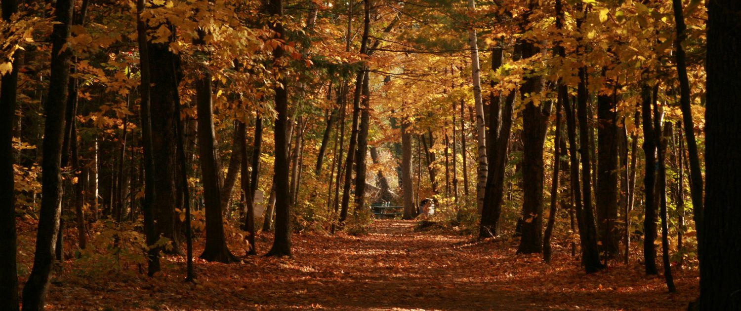 Évaluation des arbres - santé, structure, insectes, maladies, risques et valeur monétaire, médiation